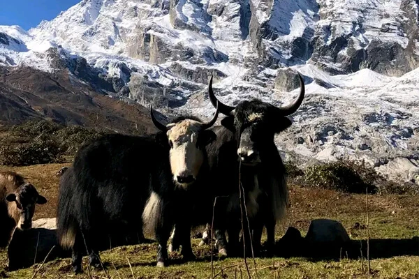 Mountain Yaks