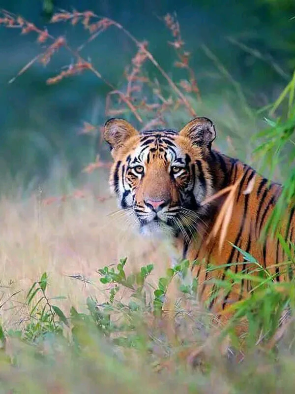 Tiger in Chitwan national park