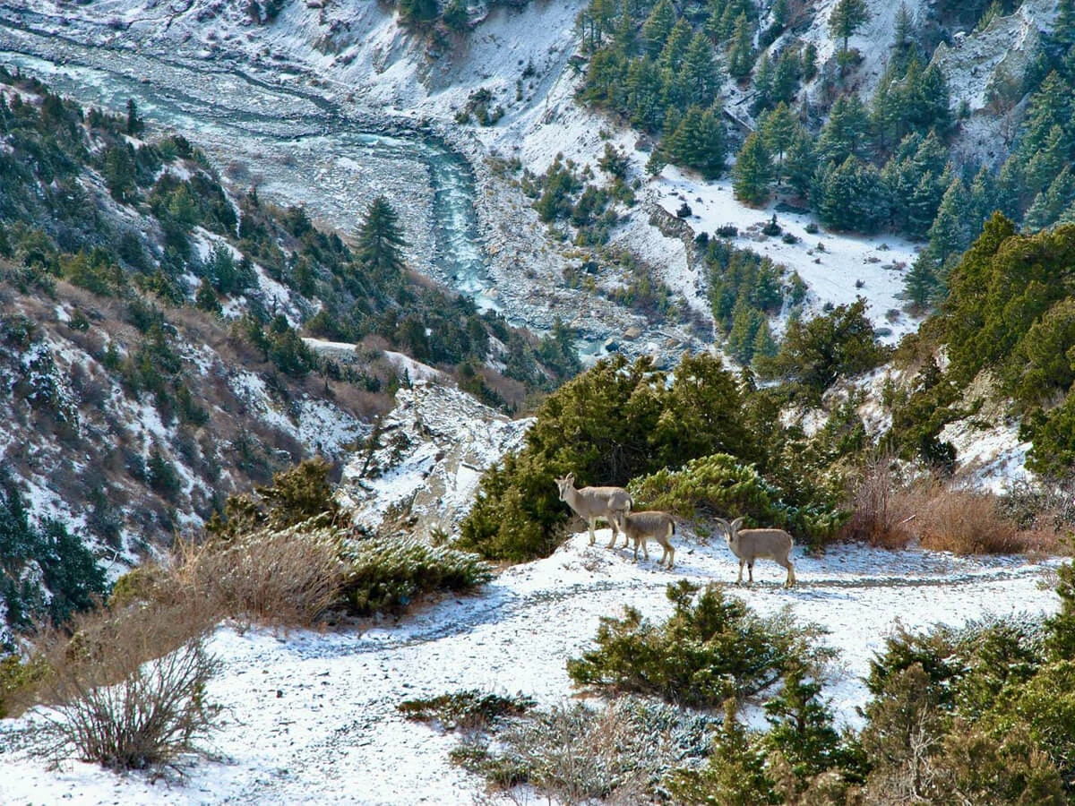 Annapurna Circuit Trek - 17 Days