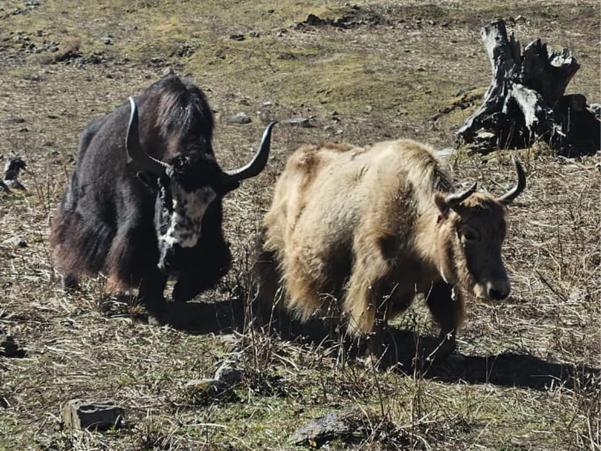 Yaks on the way