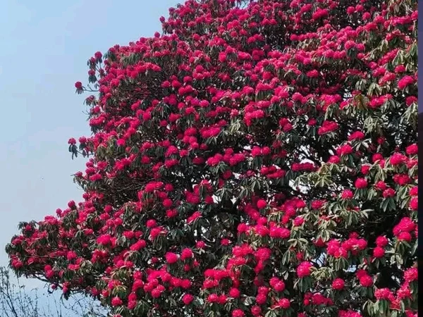 National flowers nepal