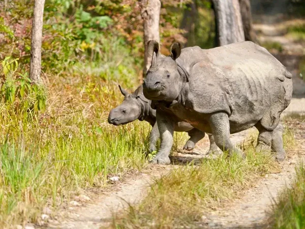 Rhino and baby rhino