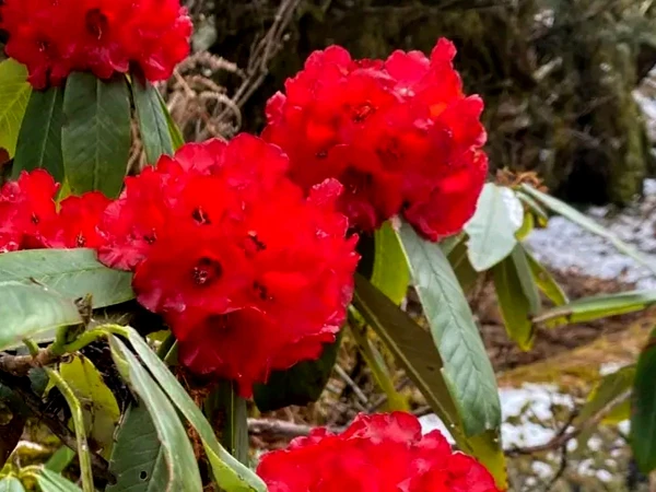 Rhododendron flower