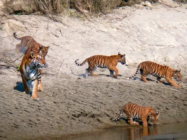 Tiger group drinking water