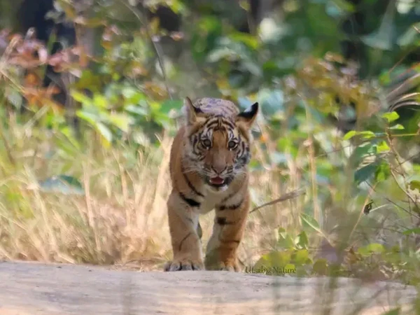 Baby Tiger 1