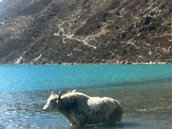 Chauri In Gokyo Lake