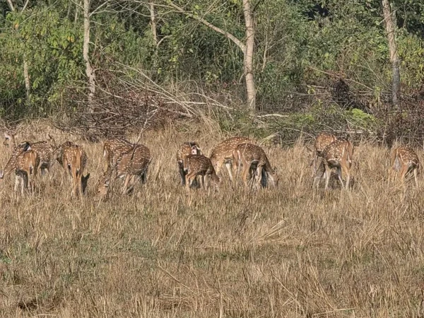 Deer In Bardiya Park 1