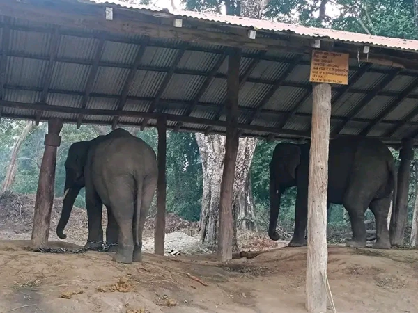 Elephant In Bardiya