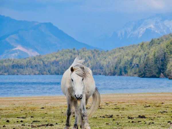Horse Rara Lake