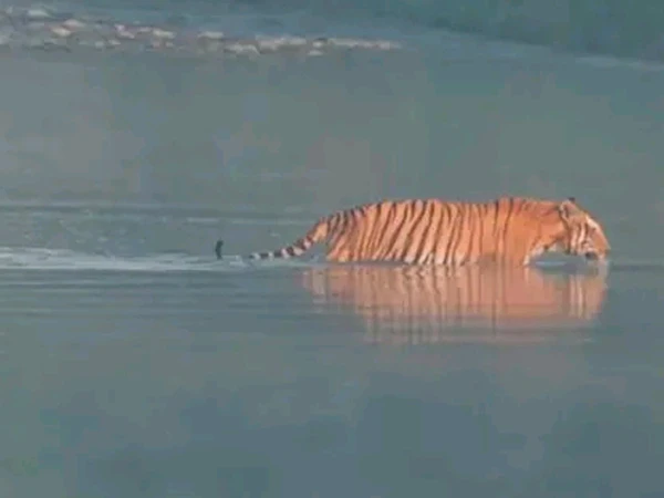 Tiger Walking In River