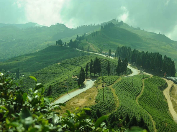 Illam tea garden