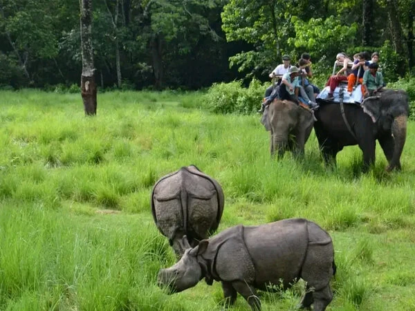 Rhino in chitwan national park